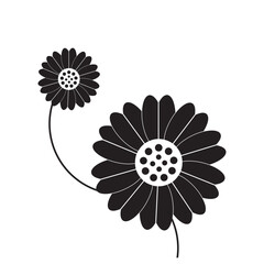 luxurious black and white sunflower, suitable for use in all fields related to nature, especially plants