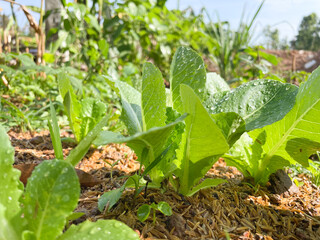 Green fresh vegetables.