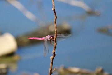 A pink dragonfly is resting against a small wooden branch