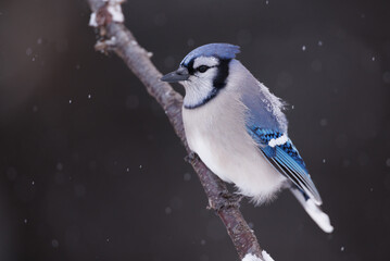 Obraz na płótnie Canvas A bleu jay sitting on a perch with snow falling on its back
