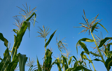 Organic Corn Heirloom Variety Pollination Row Crops Against Clear Blue Sky