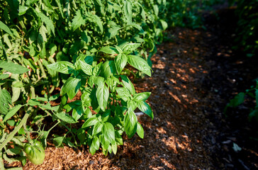 Organic Healthy Basil Plant in Garden Between Rows of Tomatoes in wood mulch
