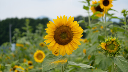 那須塩原市のひまわり