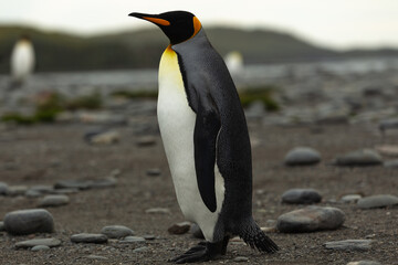 A single King Penguin (Aptenodytes patagonicus) in Antarctica walking along a rocky foreshore.