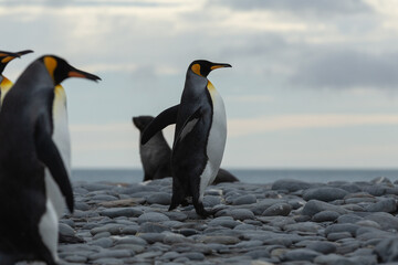 Obraz premium King Penguins (Aptenodytes patagonicus) in Antarctica walking along a rocky foreshore.