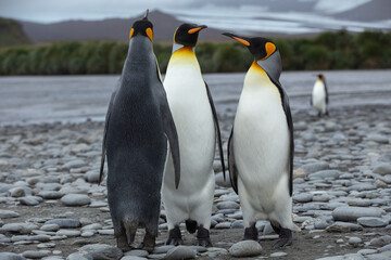 Fototapeta premium King Penguins (Aptenodytes patagonicus) in Antarctica standing on a rocky foreshore with a glacier in the background.