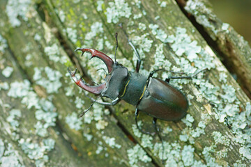 The stag beetle sitting on the log