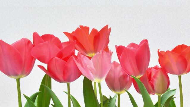 Time lapse of blooming tulips 