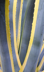 Agave plant leaves patterns