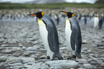 Fototapeta premium A King Penguin (Aptenodytes patagonicus) colony on the island of South Georgia. 
