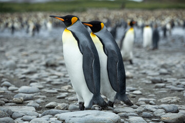 A King Penguin (Aptenodytes patagonicus) colony on the island of South Georgia.	