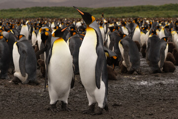 Fototapeta premium A King Penguin (Aptenodytes patagonicus) colony on the island of South Georgia. 