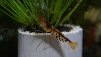 Neocaridina heteropoda|shrimp|super tiger