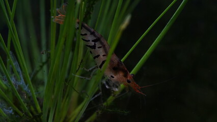 super tiger|Neocaridina heteropoda|shrimp