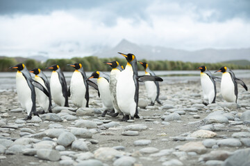 Fototapeta premium King Penguins (Aptenodytes patagonicus) in Antarctica walking along a rocky foreshore.