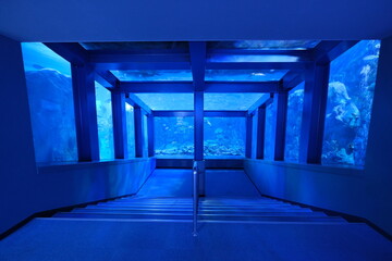 水族館の大水槽