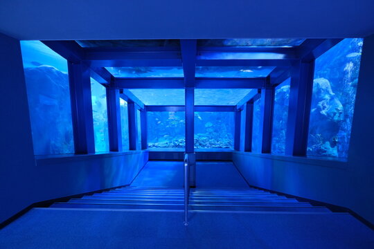 水族館の大水槽