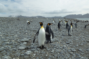 Obraz premium King Penguins (Aptenodytes patagonicus) in Antarctica standing on a rocky foreshore.
