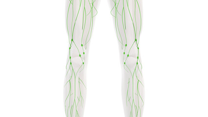 Obraz na płótnie Canvas Anatomy of the human lymphatic system