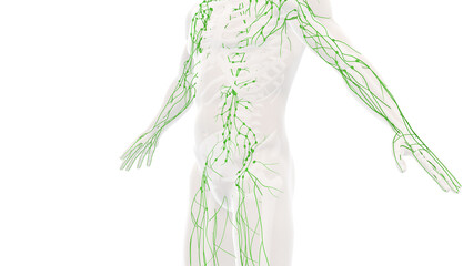 Human lymphatic system anatomy backgound