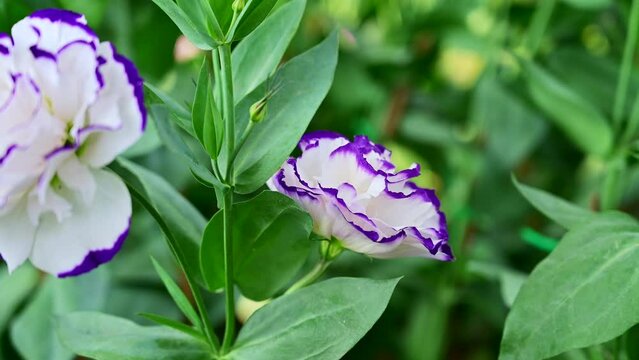 White and blue Lisianthus flowers in the garden at Chiang Mai Province.