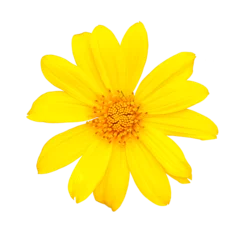 Gordijnen yellow flower isolated on white background © I LOVE PNG