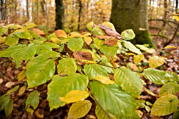 Busch mit Herbstblättern im Wald