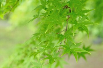 Fototapeta na wymiar green leaves of Japanese maple