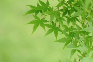 green leaves of Japanese maple