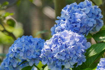 アジサイ（紫陽花）