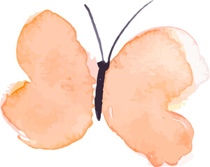 butterfly watercolor insect illustration