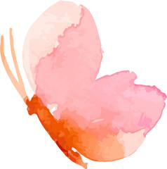 butterfly watercolor insect illustration