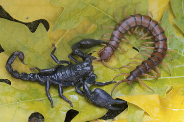 An Asian forest scorpion is ready to prey on a centipede (Scolopendra morsitans) on a rock...