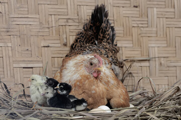 A mother hen is playing with her newly hatched babies while incubating her eggs. This animal has...