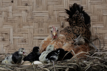 A mother hen is playing with her newly hatched babies while incubating her eggs. This animal has the scientific name Gallus gallus domesticus.