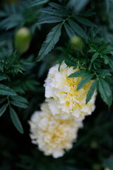 マリーゴールド