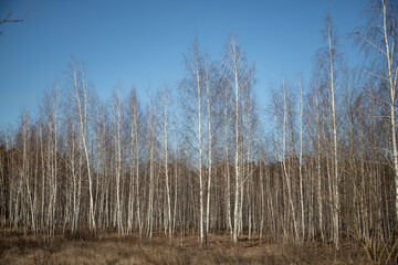 Birch forest without leaves, autumn spring.
