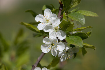 white flowers fruit trees closeup spring nature