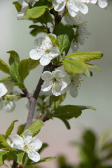 white flowers fruit trees closeup spring nature