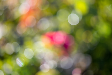 Bokeh abstract. Out of focus green nature background.