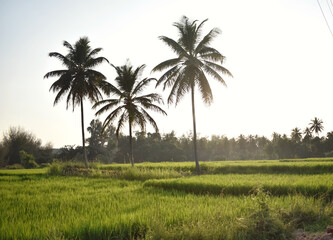 Obraz premium A Vertical shot scenic view of a Green Paddy field with coconut trees during sunset in India