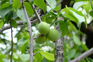 Japanese apricot and green leaves