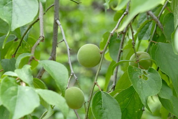 Japanese apricot and green leaves