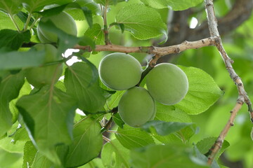 Japanese apricot and green leaves