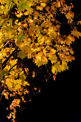 夜の紅葉したプラタナス