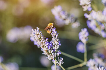 A bee collects pollen from lavender, a popular honey plant.