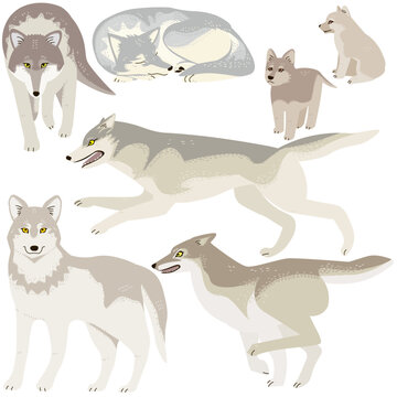 Vector illustration set of wolves © bonsatei
