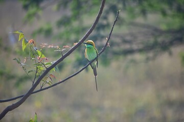 Bee-eater sitting on branch