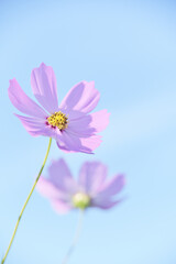 秋空に輝く秋桜