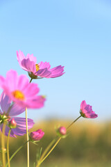秋空に輝く秋桜